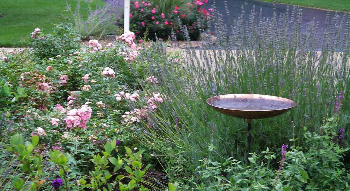 Webster Groves cul-de-sac Hummingbird Garden